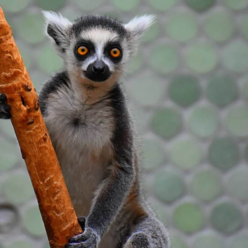 A lemur with striking orange eyes and a black snout