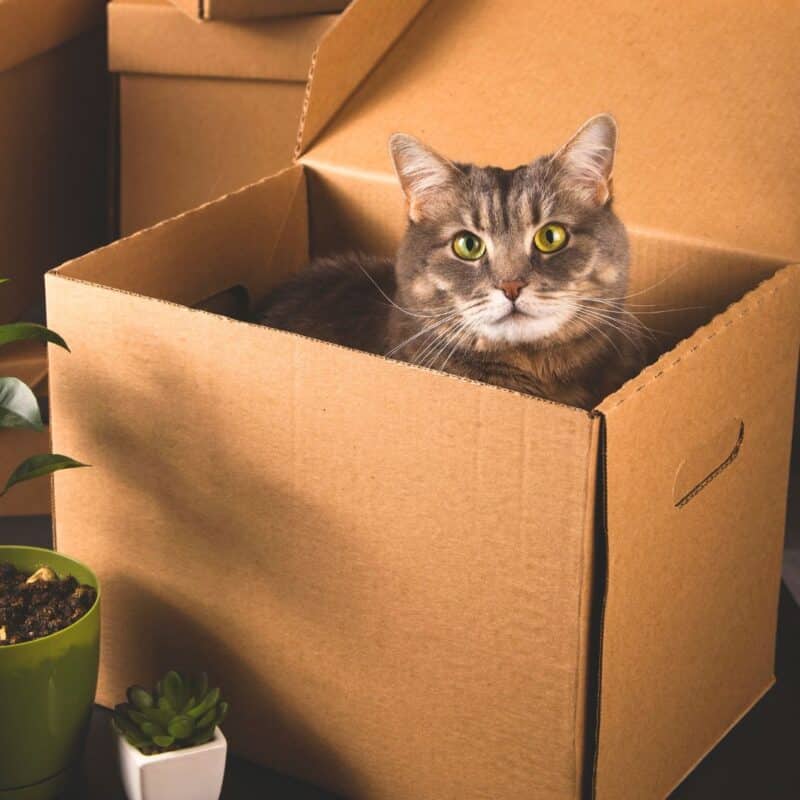 A cat sitting inside an open cardboard box next to potted plants