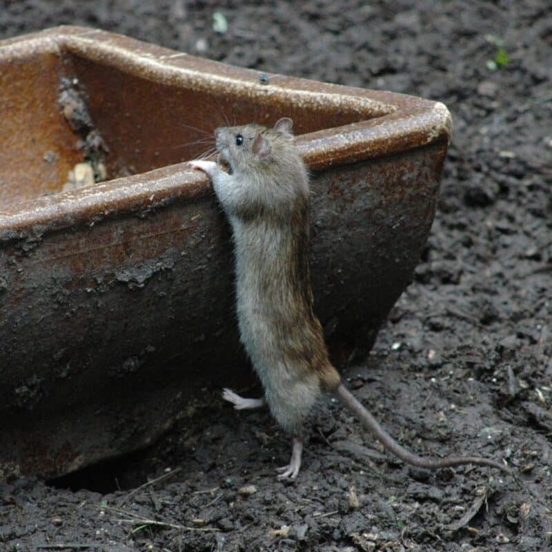 A rat stands on its hind legs, reaching up to the edge of a large, rust-colored container
