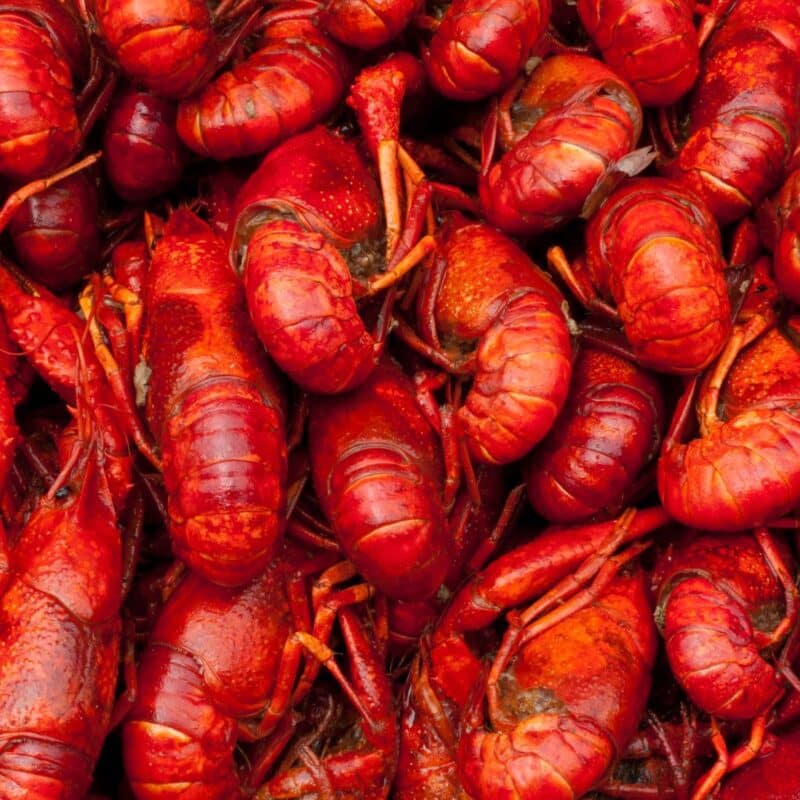 A pile of bright red cooked crabs