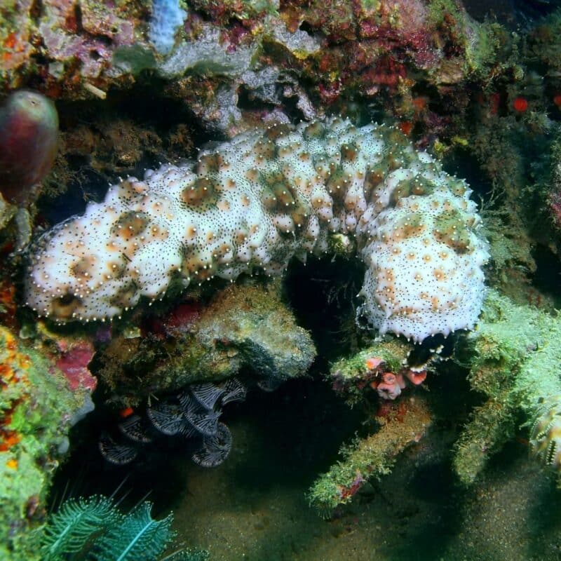 A sea cucumber clinging to a colorful coral reef