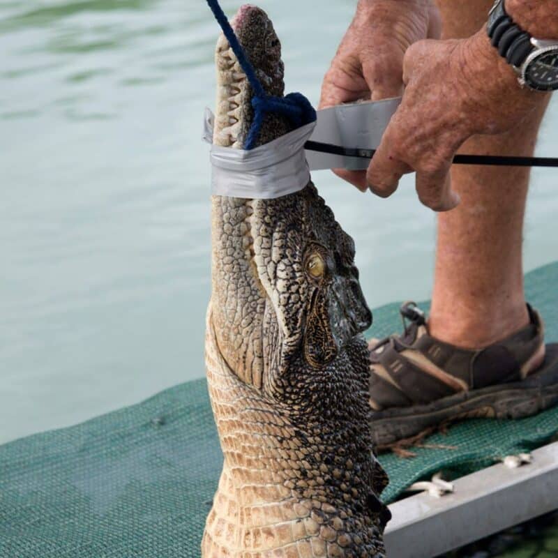 A person using duct tape to secure the mouth of a large saltwater crocodile