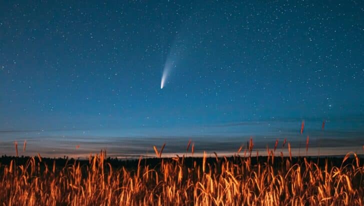 A night sky with a comet visible among the stars above a field of tall grass