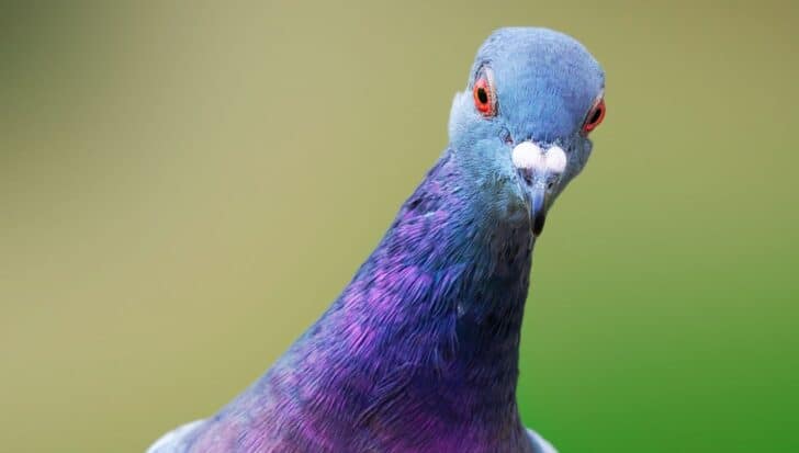 Close-up of a pigeon with iridescent feathers against a soft green background