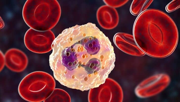 a white blood cell surrounded by red blood cells