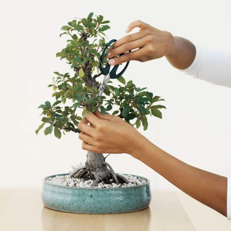 Person trimming a bonsai tree in a ceramic pot with scissors