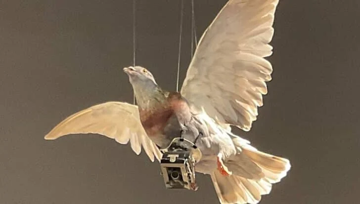 A bird with a small camera attached to its body, illustrating the CIA's use of trained birds for espionage purposes