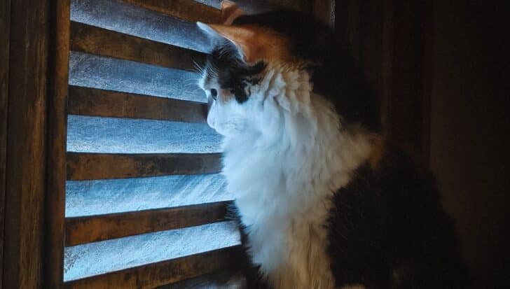 A cat looking through wooden blinds, reminiscent of a secretive operation