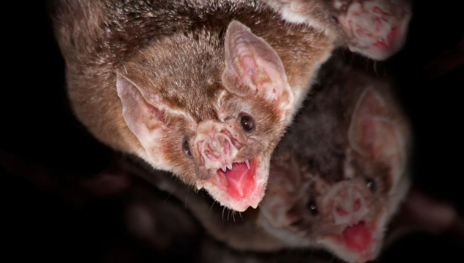 Vampire bats