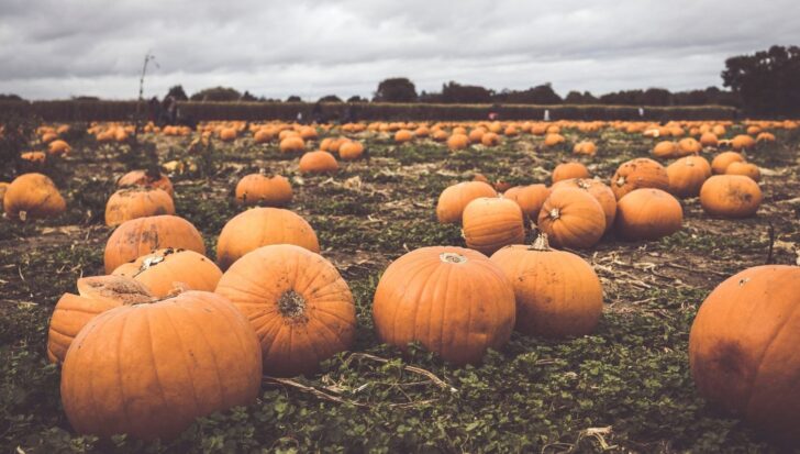 Field of bright orange pumpkins scattered across the ground, with a cloudy sky above