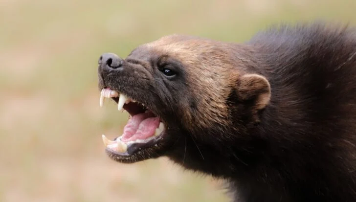 Close-up of a wolverine showing its teeth and open mouth