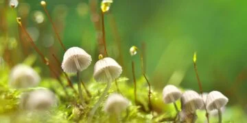 Tiny white mushrooms with delicate caps growing among green moss with dewdrops on thin stems in the background